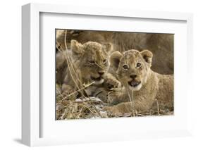 Okavango Delta, Botswana. A Close-up of Two Lion Cubs-Janet Muir-Framed Photographic Print