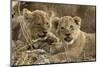 Okavango Delta, Botswana. A Close-up of Two Lion Cubs-Janet Muir-Mounted Photographic Print