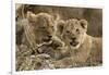 Okavango Delta, Botswana. A Close-up of Two Lion Cubs-Janet Muir-Framed Photographic Print