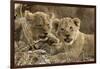 Okavango Delta, Botswana. A Close-up of Two Lion Cubs-Janet Muir-Framed Photographic Print