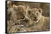 Okavango Delta, Botswana. A Close-up of Two Lion Cubs-Janet Muir-Framed Stretched Canvas