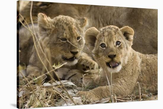 Okavango Delta, Botswana. A Close-up of Two Lion Cubs-Janet Muir-Stretched Canvas