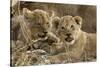 Okavango Delta, Botswana. A Close-up of Two Lion Cubs-Janet Muir-Stretched Canvas