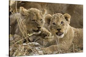 Okavango Delta, Botswana. A Close-up of Two Lion Cubs-Janet Muir-Stretched Canvas