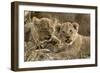 Okavango Delta, Botswana. A Close-up of Two Lion Cubs-Janet Muir-Framed Photographic Print