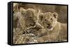 Okavango Delta, Botswana. A Close-up of Two Lion Cubs-Janet Muir-Framed Stretched Canvas