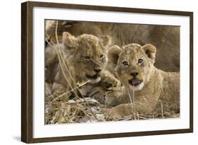 Okavango Delta, Botswana. A Close-up of Two Lion Cubs-Janet Muir-Framed Photographic Print