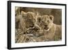 Okavango Delta, Botswana. A Close-up of Two Lion Cubs-Janet Muir-Framed Photographic Print