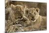 Okavango Delta, Botswana. A Close-up of Two Lion Cubs-Janet Muir-Mounted Photographic Print