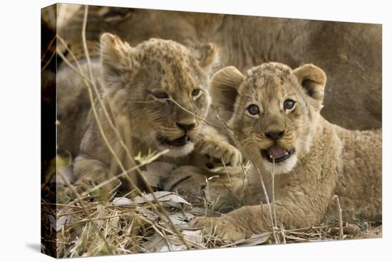 Okavango Delta, Botswana. A Close-up of Two Lion Cubs-Janet Muir-Stretched Canvas