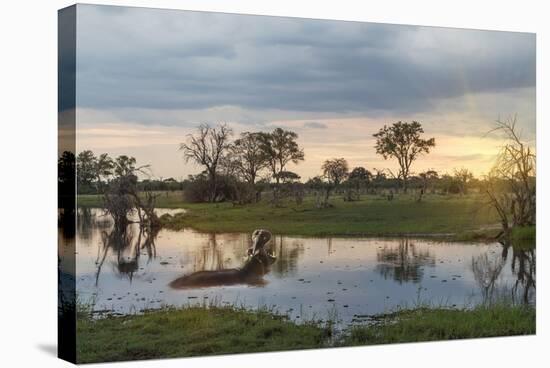 Okavango Delta, Botswana, Africa-Angelo Cavalli-Stretched Canvas