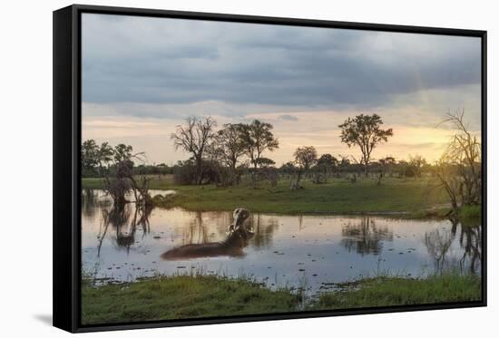 Okavango Delta, Botswana, Africa-Angelo Cavalli-Framed Stretched Canvas