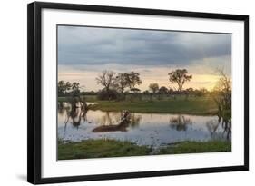 Okavango Delta, Botswana, Africa-Angelo Cavalli-Framed Photographic Print