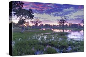 Okavango Delta, Botswana, Africa-Angelo Cavalli-Stretched Canvas