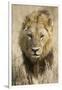 Okavango Delta, Botswana. Close-up of a Male Lion Approaching Head On-Janet Muir-Framed Photographic Print