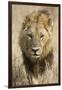 Okavango Delta, Botswana. Close-up of a Male Lion Approaching Head On-Janet Muir-Framed Photographic Print