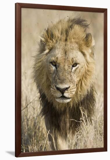 Okavango Delta, Botswana. Close-up of a Male Lion Approaching Head On-Janet Muir-Framed Photographic Print