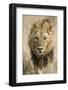 Okavango Delta, Botswana. Close-up of a Male Lion Approaching Head On-Janet Muir-Framed Premium Photographic Print