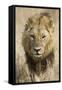 Okavango Delta, Botswana. Close-up of a Male Lion Approaching Head On-Janet Muir-Framed Stretched Canvas