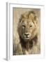 Okavango Delta, Botswana. Close-up of a Male Lion Approaching Head On-Janet Muir-Framed Photographic Print