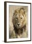 Okavango Delta, Botswana. Close-up of a Male Lion Approaching Head On-Janet Muir-Framed Photographic Print