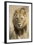 Okavango Delta, Botswana. Close-up of a Male Lion Approaching Head On-Janet Muir-Framed Photographic Print