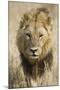 Okavango Delta, Botswana. Close-up of a Male Lion Approaching Head On-Janet Muir-Mounted Photographic Print