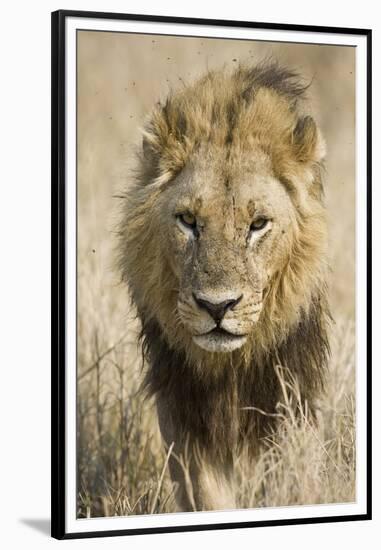 Okavango Delta, Botswana. Close-up of a Male Lion Approaching Head On-Janet Muir-Framed Premium Photographic Print