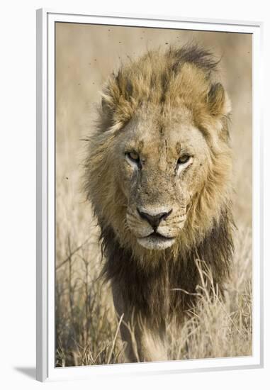 Okavango Delta, Botswana. Close-up of a Male Lion Approaching Head On-Janet Muir-Framed Premium Photographic Print