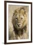 Okavango Delta, Botswana. Close-up of a Male Lion Approaching Head On-Janet Muir-Framed Photographic Print