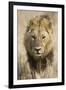 Okavango Delta, Botswana. Close-up of a Male Lion Approaching Head On-Janet Muir-Framed Premium Photographic Print