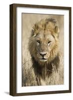 Okavango Delta, Botswana. Close-up of a Male Lion Approaching Head On-Janet Muir-Framed Photographic Print