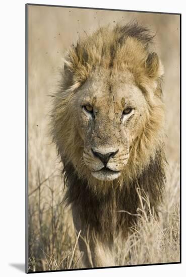 Okavango Delta, Botswana. Close-up of a Male Lion Approaching Head On-Janet Muir-Mounted Photographic Print