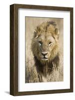 Okavango Delta, Botswana. Close-up of a Male Lion Approaching Head On-Janet Muir-Framed Photographic Print