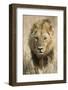 Okavango Delta, Botswana. Close-up of a Male Lion Approaching Head On-Janet Muir-Framed Photographic Print