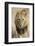 Okavango Delta, Botswana. Close-up of a Male Lion Approaching Head On-Janet Muir-Framed Photographic Print