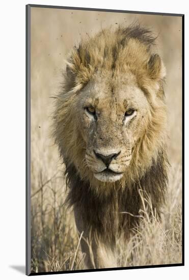 Okavango Delta, Botswana. Close-up of a Male Lion Approaching Head On-Janet Muir-Mounted Photographic Print