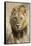 Okavango Delta, Botswana. Close-up of a Male Lion Approaching Head On-Janet Muir-Framed Stretched Canvas