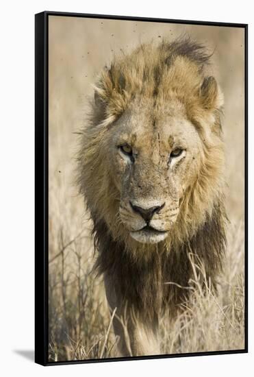 Okavango Delta, Botswana. Close-up of a Male Lion Approaching Head On-Janet Muir-Framed Stretched Canvas