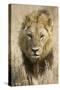 Okavango Delta, Botswana. Close-up of a Male Lion Approaching Head On-Janet Muir-Stretched Canvas