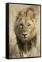 Okavango Delta, Botswana. Close-up of a Male Lion Approaching Head On-Janet Muir-Framed Stretched Canvas