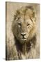 Okavango Delta, Botswana. Close-up of a Male Lion Approaching Head On-Janet Muir-Stretched Canvas