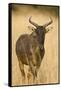 Okavango Delta, Botswana. Close-up of Common Tsessebe-Janet Muir-Framed Stretched Canvas