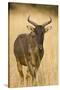 Okavango Delta, Botswana. Close-up of Common Tsessebe-Janet Muir-Stretched Canvas