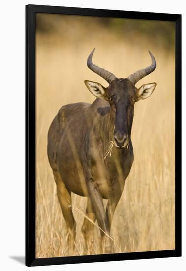 Okavango Delta, Botswana. Close-up of Common Tsessebe-Janet Muir-Framed Photographic Print