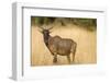 Okavango Delta, Botswana. Close-up of Common Tsessebe-Janet Muir-Framed Photographic Print