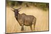 Okavango Delta, Botswana. Close-up of Common Tsessebe-Janet Muir-Mounted Photographic Print