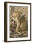 Okavango Delta, Botswana. Close-up of Lion Cub with Paw Stuck in Twigs-Janet Muir-Framed Photographic Print