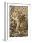 Okavango Delta, Botswana. Close-up of Lion Cub with Paw Stuck in Twigs-Janet Muir-Framed Photographic Print