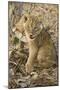 Okavango Delta, Botswana. Close-up of Lion Cub with Paw Stuck in Twigs-Janet Muir-Mounted Photographic Print